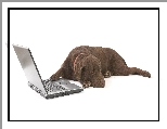 Brązowy, Labrador, Laptop